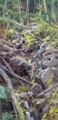 'Browns Creek Tributary' 12x6 Oil on Linen