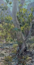 'Creekside Sycamore' 12x6 Oil on Linen