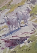'Goat Study 02' 8x6 Oil on Linen