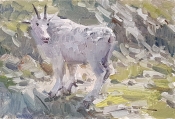 'Goat Study 03' 4x6 Oil on Linen
